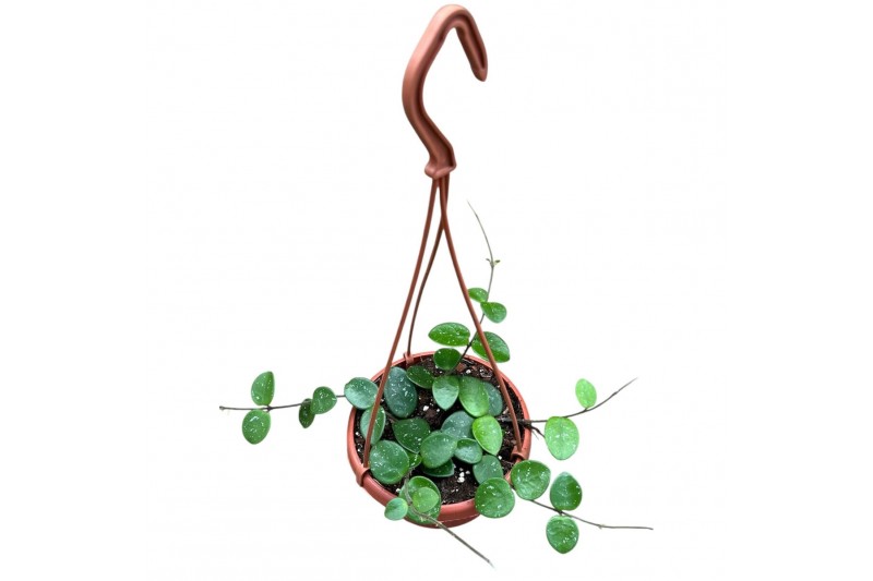 Hoya Hoya Mathilde 2.5 - 4.9  cm 8 pp 