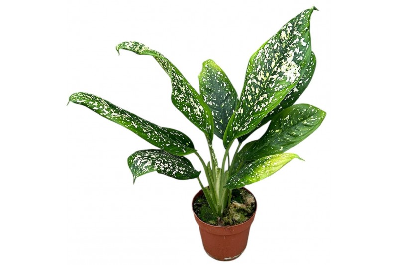 Kamerplanten Dieffenbachia Spoon 1 pp 