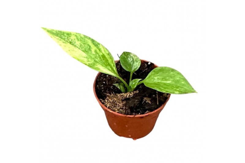 Anthurium Anthurium Vittarifolium Variegata zonder bloem bl. 