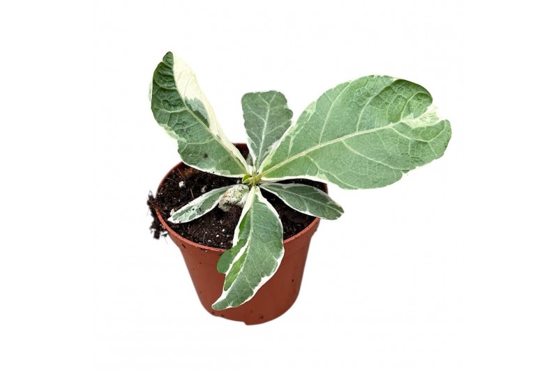 Ficus Ficus Lyrata Variegata 1 pp 