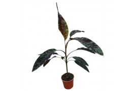 Musa Musa Acuminata Zebrina 1 pp