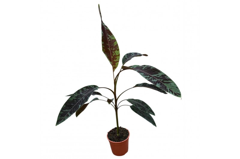 Musa Musa Acuminata Zebrina 1 pp 