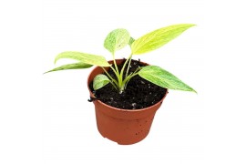 Homalomena camouflage Homalomena Sulcata Cream Frost 1 pp