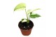 Monstera Monstera Mint 1 pp 