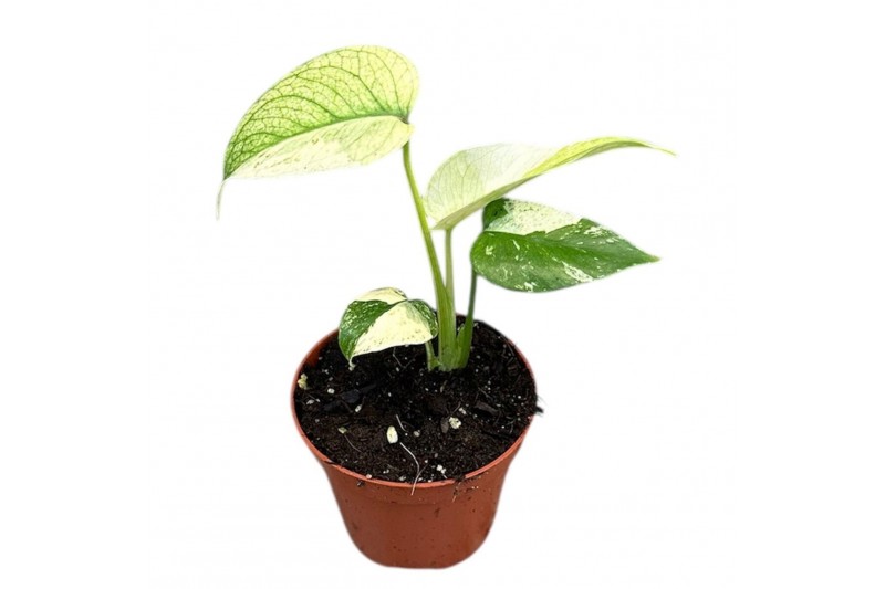 Monstera Monstera Mint 1 pp 