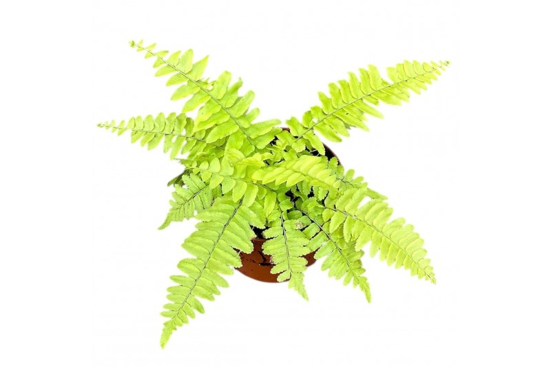 Nephrolepis Nephrolepis Exaltata Variegated 5 cm diameter 