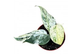 Scindapsus Scindapsus Jade Satin Marble 2.5 - 4.9  cm 1 pp