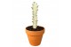 Kamerplanten Euphorbia Lactea White Ghost 1 pp 