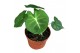 Alocasia Alocasia Micholitziana Round Type 1 pp 