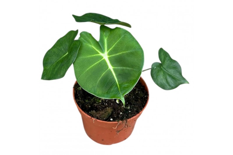 Alocasia Alocasia Micholitziana Round Type 1 pp 