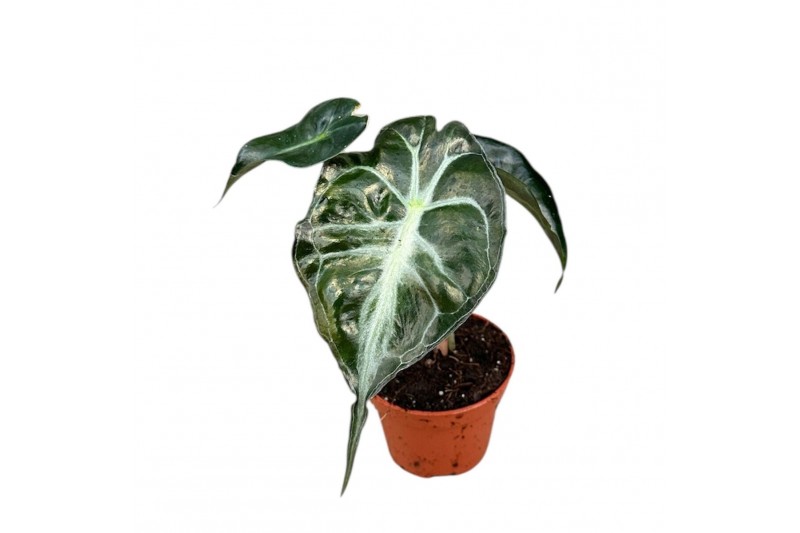 Alocasia Alocasia Venom 1 pp 
