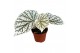 Begonia Begonia Snowcap 1 pp 