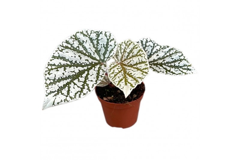 Begonia Begonia Snowcap 1 pp 