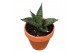 Sansevieria Sansevieria Pagodah Dark 1 pp 