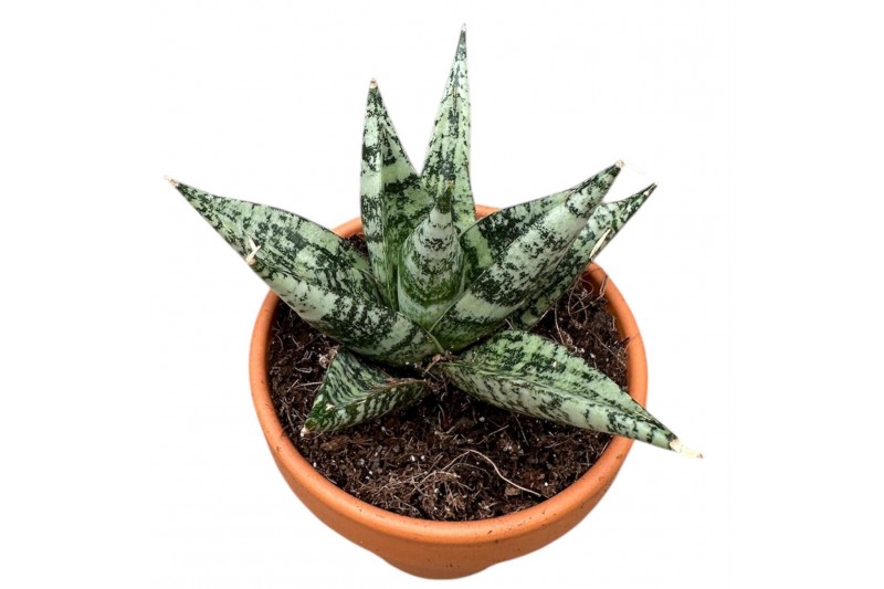Sansevieria Sansevieria Zebra 1 pp 