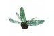 Epipremnum Epipremnum Giganteum Marble Variegata 1 pp 