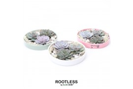 Arrangementen succulenten ROOTLESS Echeveria garden, Octopus bowl3 pp