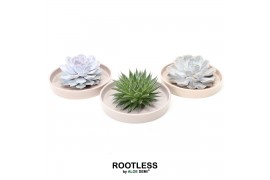 Arrangementen succulenten ROOTLESS Succulent, Springbok bowl1 pp