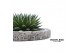 Arrangementen succulenten ROOTLESS Aloe aristata magic, Koala bowl1 pp 