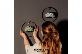 Arrangementen succulenten ROOTLESS Echeveria, Black metal for wall1 pp