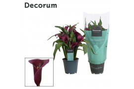 Zantedeschia paco Zantedeschia (Calla) Paars (Decorum)5 bl.