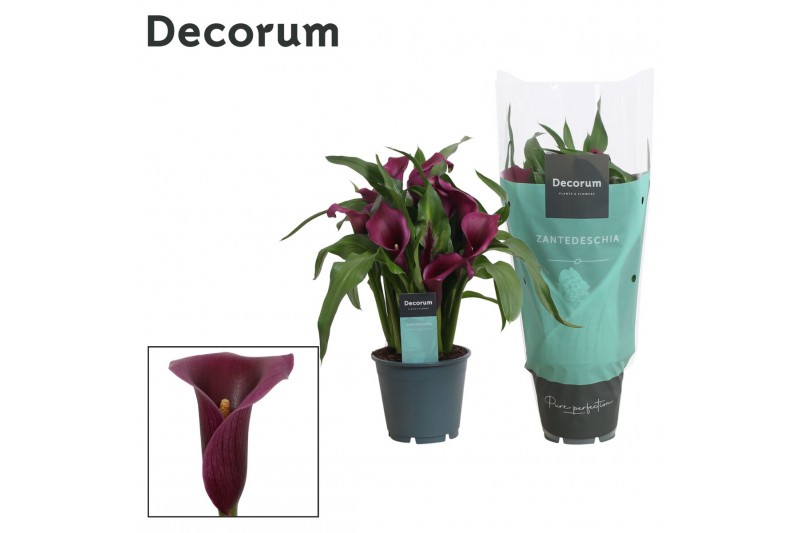 Zantedeschia paco Zantedeschia (Calla) Paars (Decorum)5 bl. 