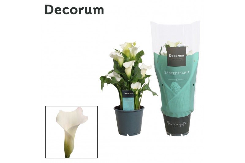 Zantedeschia crystal blush Zantedeschia (Calla) Wit (Decorum)bl. 