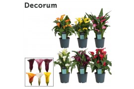 Zantedeschia mix Zantedeschia (Calla) Mix (Decorum)bl.