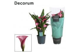 Zantedeschia zazu Zantedeschia (Calla) Roze (Decorum)5 bl.