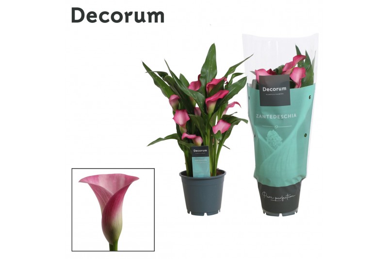 Zantedeschia zazu Zantedeschia (Calla) Roze (Decorum)5 bl. 