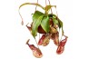Nepenthes Nepenthes Monkey Jars Gaya 8 bl.