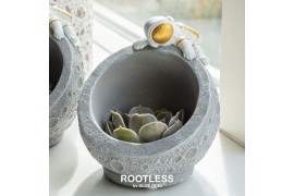 Echeveria ROOTLESS Echeveria mix, Martian 1 bl.