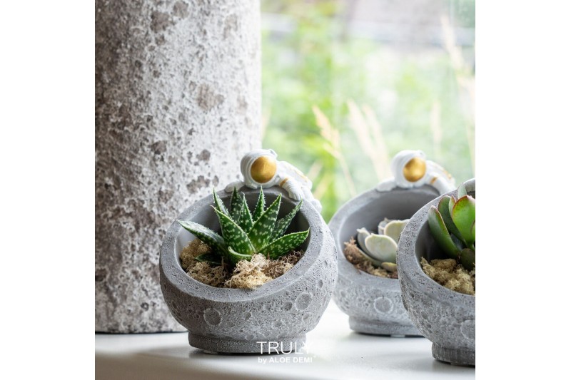 Succulenten TRULY Succulent mix, Martian 1 bl. 