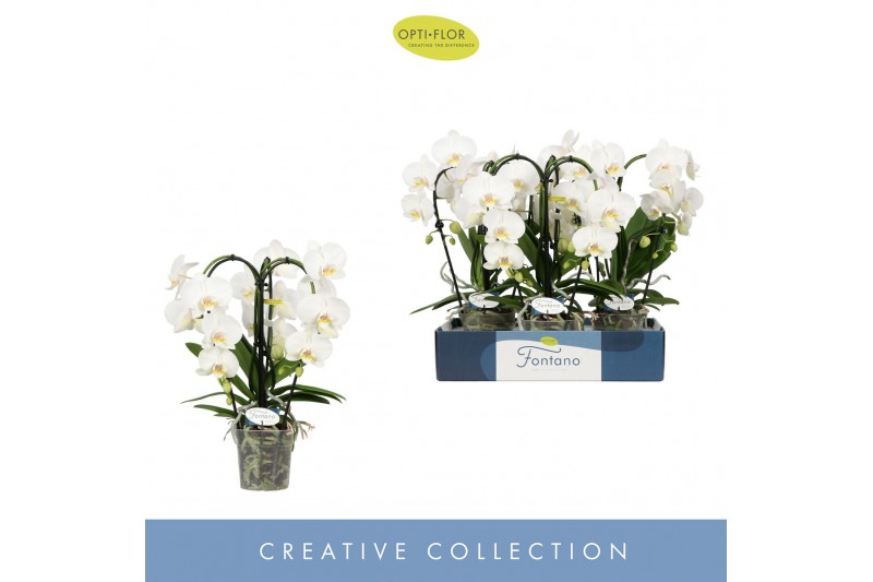 Phalaenopsis anthura madrid Fontano Bellagio 3 spikebl.  tak/plnt 750 