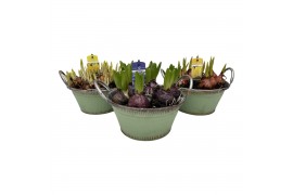 Arrangementen kerst Zink schaal Delft Bollenmix 22 cm. 7 pp 150 bl. 7 