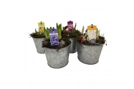 Arrangementen bol/knolgewas Zink pot bolmix met mos 5 pp 90 bl. pot vo