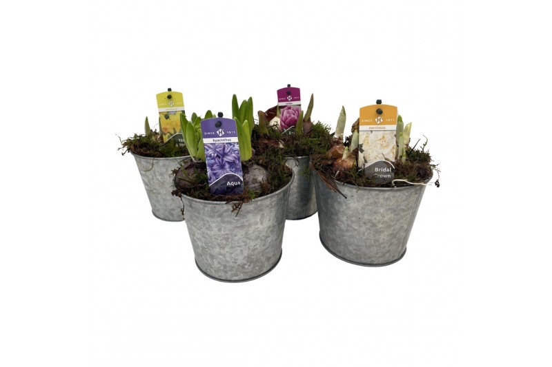 Arrangementen bol/knolgewas Zink pot bolmix met mos 5 pp 90 bl. pot vo 
