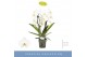 Phalaenopsis anthura madrid Fontano Versailles 2 spikebl.  tak/plnt 
