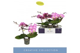 Phalaenopsis roze Dioro Allure 2 spike16 bl. 2 tak/plnt