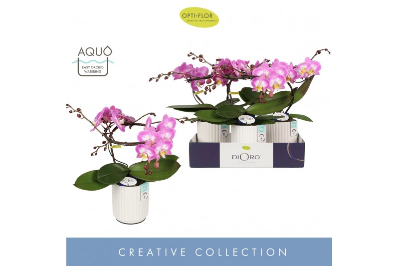 Phalaenopsis roze Dioro Allure 2 spike in Molise White Aquo16 bl. 2 ta 
