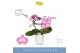 Phalaenopsis roze Dioro Allure 2 spike in Molise White Aquo16 bl. 2 ta 