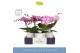 Phalaenopsis roze Dioro Allure 2 spike in Molise White Aquo16 bl. 2 ta 
