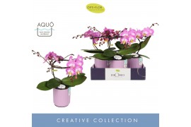 Phalaenopsis roze Dioro Allure 2 spike in Molise Lilac Aquo16 bl. 2 ta