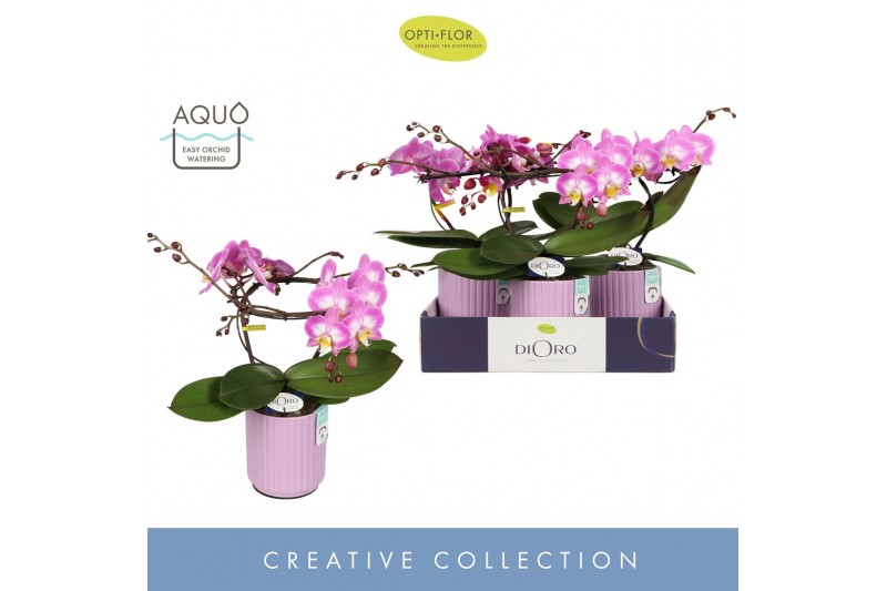Phalaenopsis roze Dioro Allure 2 spike in Molise Lilac Aquo16 bl. 2 ta 