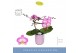 Phalaenopsis roze Dioro Allure 2 spike in Molise Lilac Aquo16 bl. 2 ta 