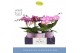 Phalaenopsis roze Dioro Allure 2 spike in Molise Lilac Aquo16 bl. 2 ta 