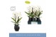 Phalaenopsis wit Fontano Versailles 2 spike in Abruzzo Black Aquo 15 b 