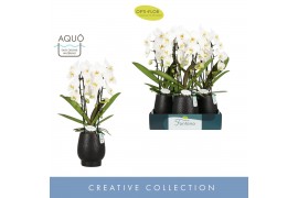 Phalaenopsis wit Fontano Versailles 2 spike in Abruzzo Black Aquo 15 b