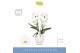 Phalaenopsis wit Fontano Versailles 2 spike in Abruzzo White Aquo 15 b 