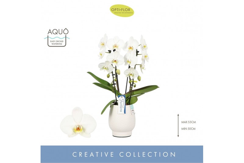 Phalaenopsis wit Fontano Versailles 2 spike in Abruzzo White Aquo 15 b 